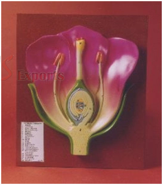 TYPICAL FLOWER L.S.